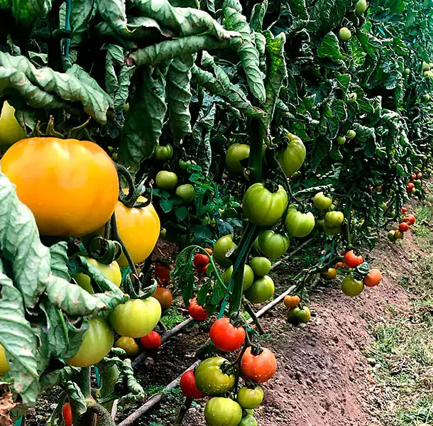 Produce