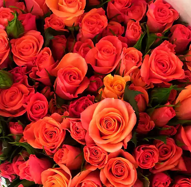 Roses and All Flowers